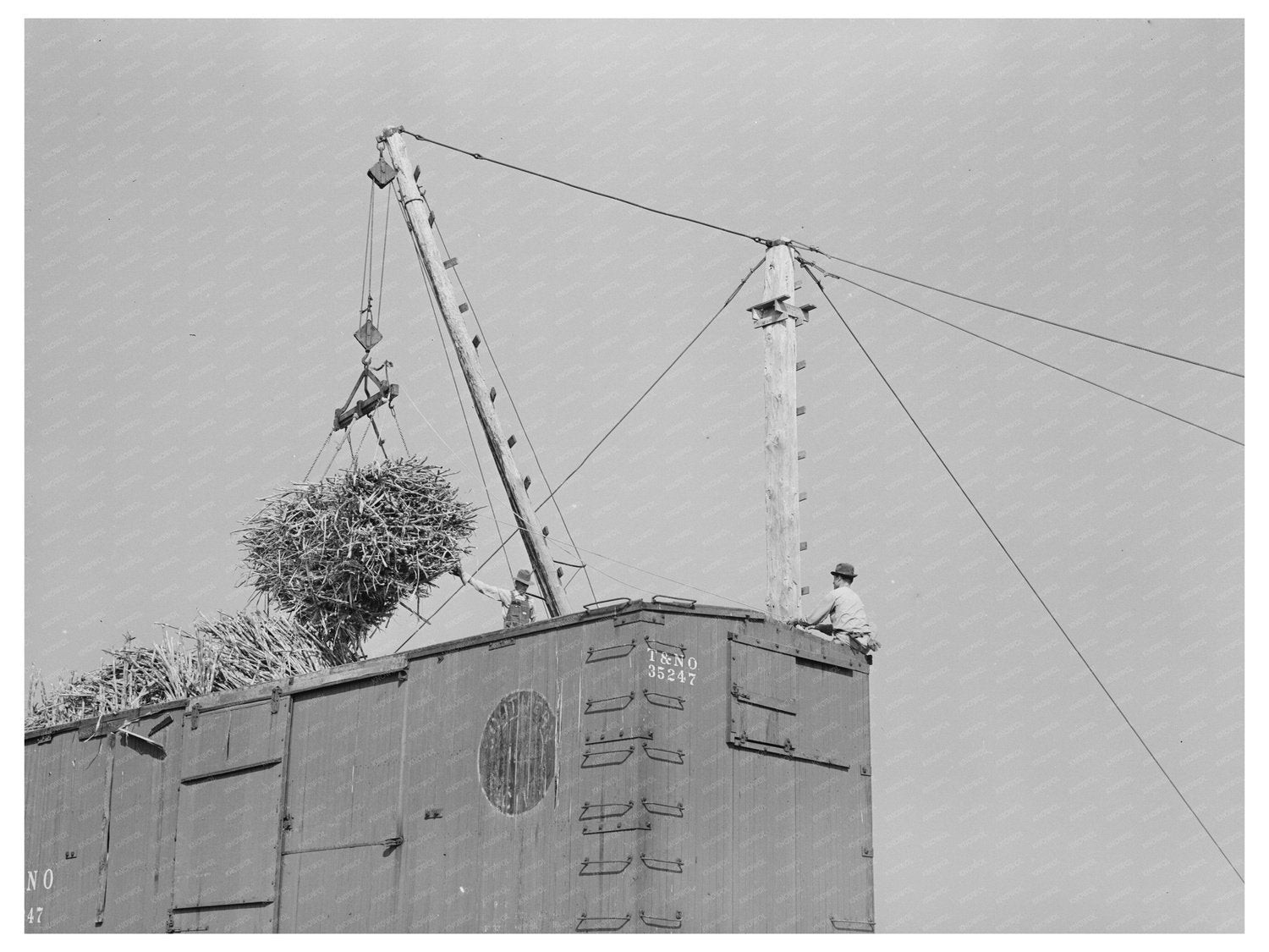 Sugarcane Loading in Delcambre Louisiana October 1938
