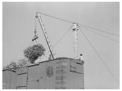 Sugarcane Loading in Delcambre Louisiana October 1938