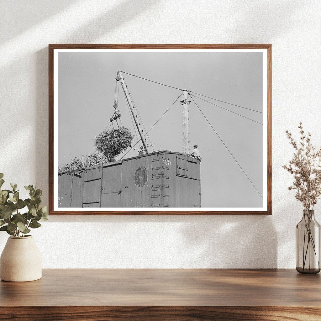 Sugarcane Loading in Delcambre Louisiana October 1938