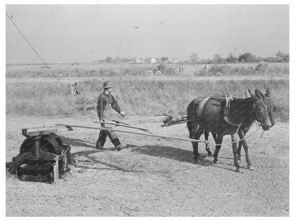 Mules Hoisting Sugarcane in Louisiana 1938