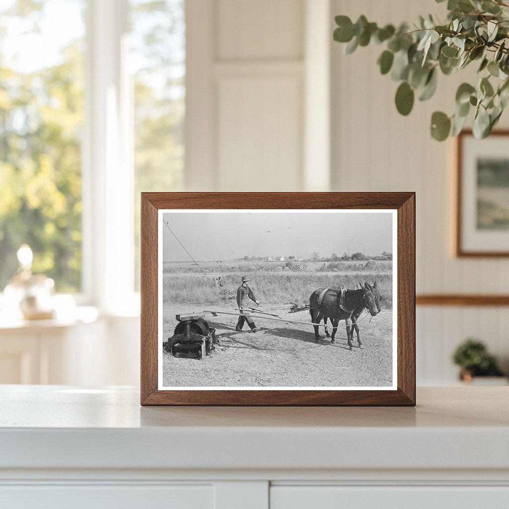 Mules Hoisting Sugarcane in Louisiana 1938
