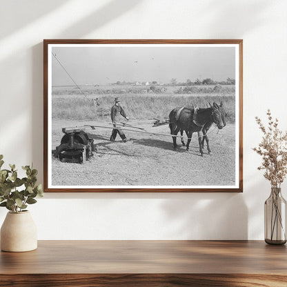Mules Hoisting Sugarcane in Louisiana 1938