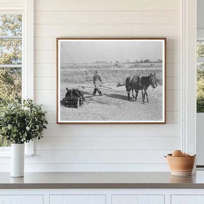 Mules Hoisting Sugarcane in Louisiana 1938