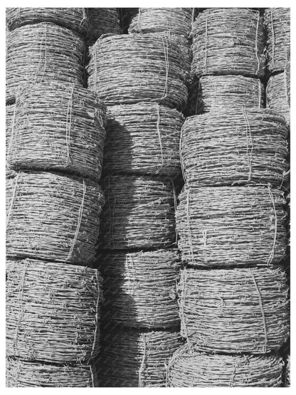 Barbed Wire Landscape in Pointe Coupee Parish 1938