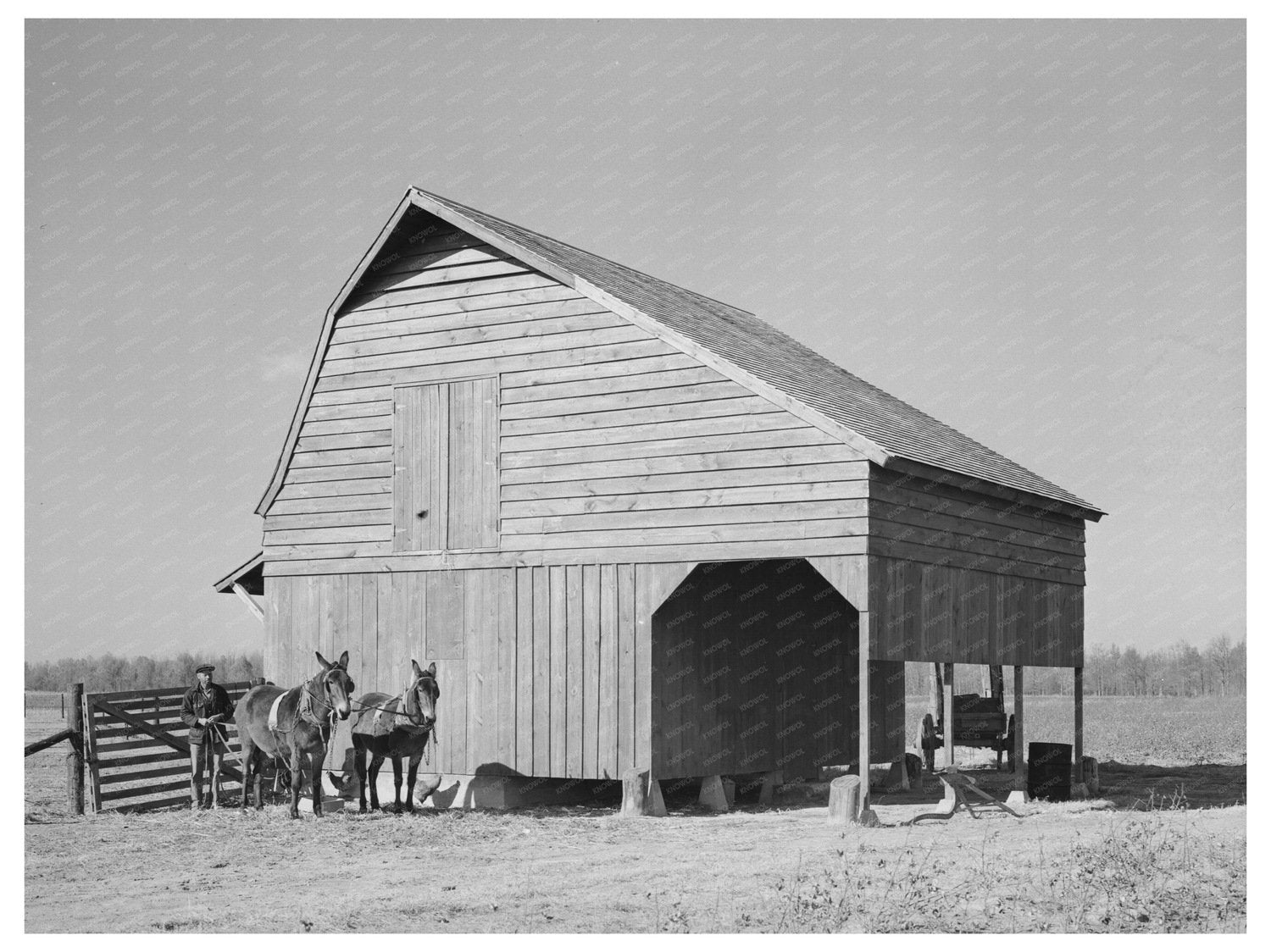 Farmer with Livestock in Lakeview Arkansas 1938