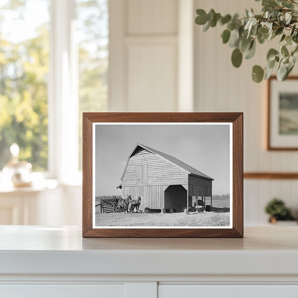 Farmer with Livestock in Lakeview Arkansas 1938