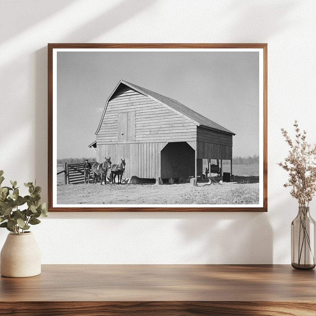 Farmer with Livestock in Lakeview Arkansas 1938