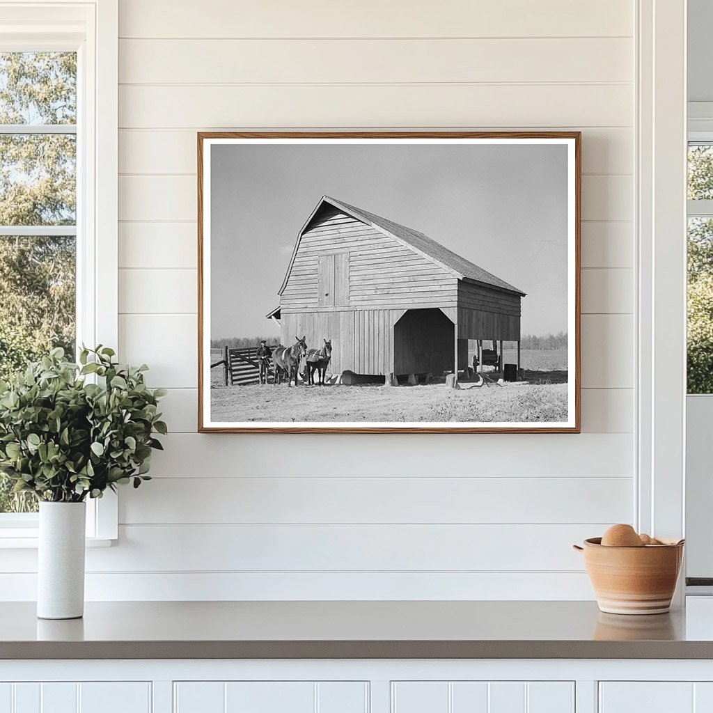 Farmer with Livestock in Lakeview Arkansas 1938