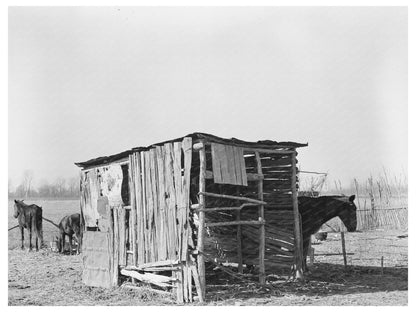 Mule and Horse Shed East Carroll Parish Louisiana 1939