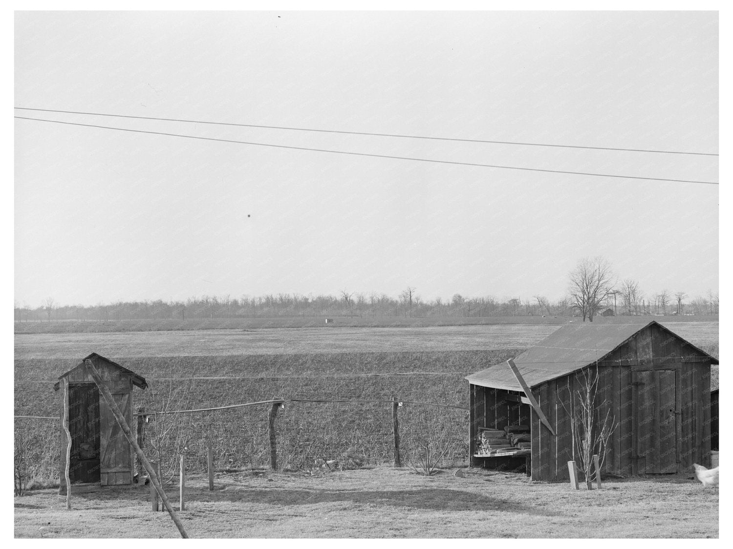 Farmyard in Chicot County Arkansas January 1939