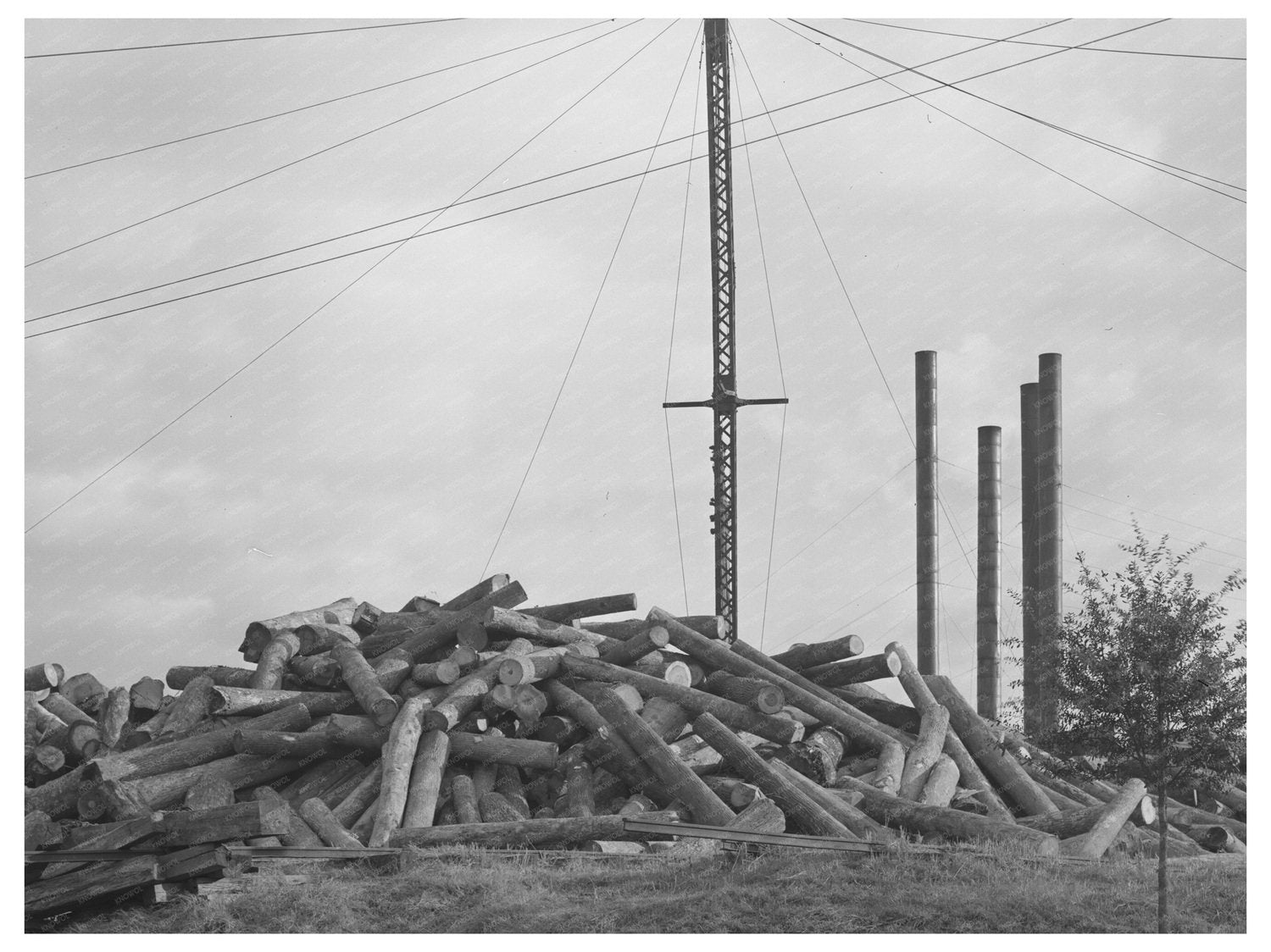 Vintage Logs Stacked at Lumber Mill Laurel Mississippi 1939