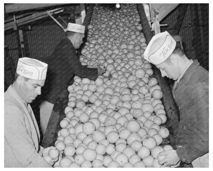 Grapefruit Processing Workers in Weslaco Texas 1939