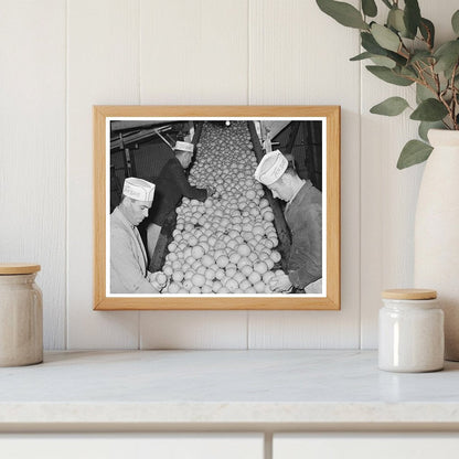 Grapefruit Processing Workers in Weslaco Texas 1939