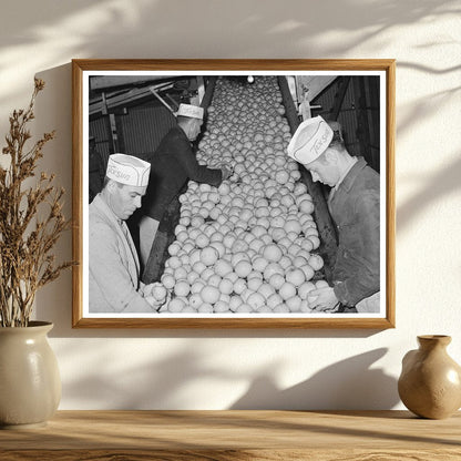 Grapefruit Processing Workers in Weslaco Texas 1939