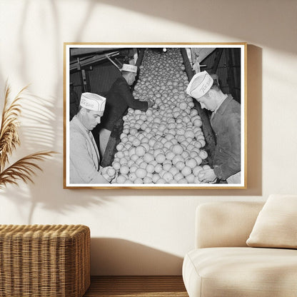 Grapefruit Processing Workers in Weslaco Texas 1939