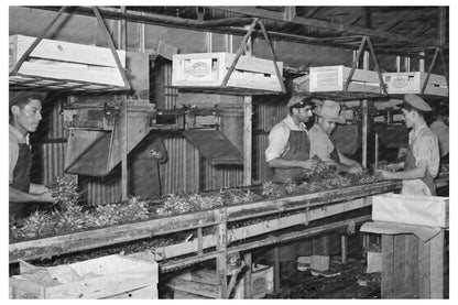 Workers Packing Radishes in Elsa Texas February 1939