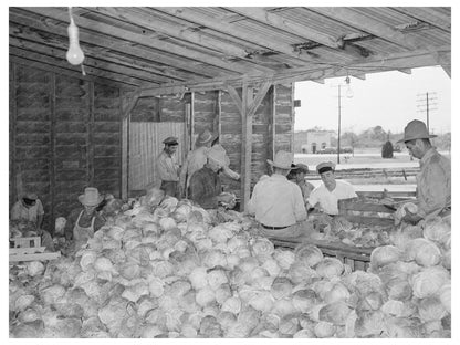 Workers Sorting Cabbages in Alamo Texas 1939