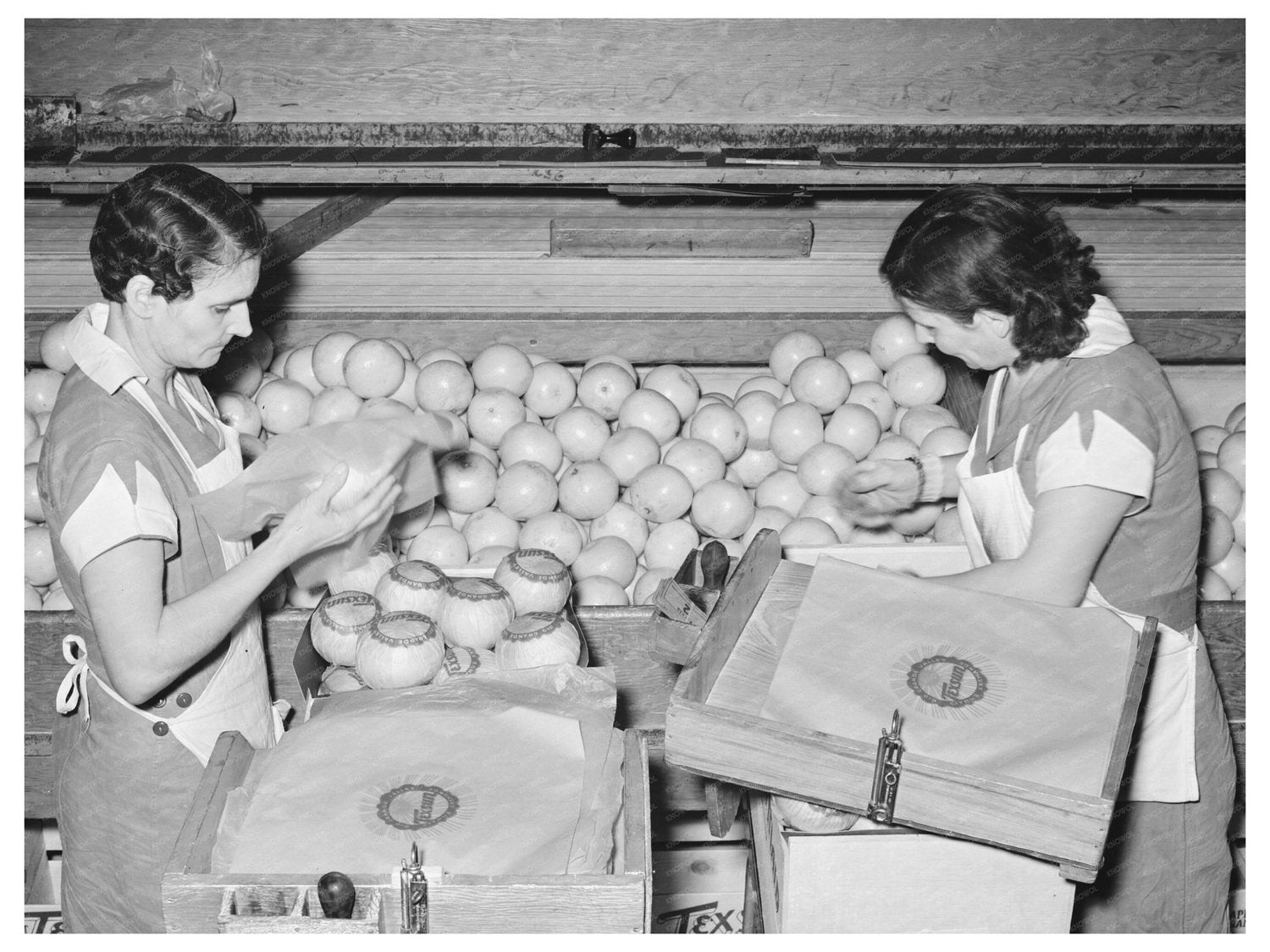 Grapefruit Packing Process in Weslaco Texas 1939