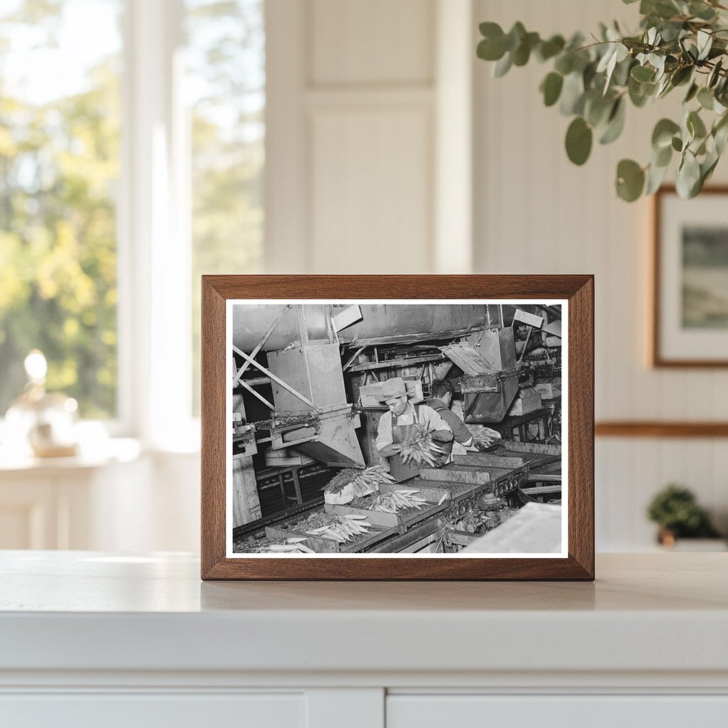 Vegetable Packing Plant Workers in Elsa Texas 1939