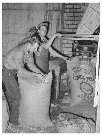 Citrus Pulp Filling at Grapefruit Canning Plant 1939