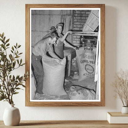 Citrus Pulp Filling at Grapefruit Canning Plant 1939