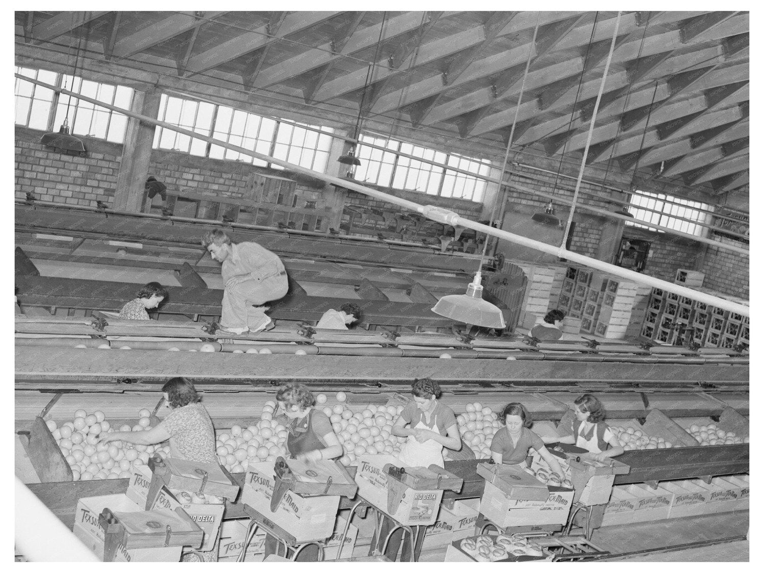 Grapefruit Packing Plant Weslaco Texas February 1939