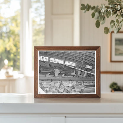 Grapefruit Packing Plant Weslaco Texas February 1939