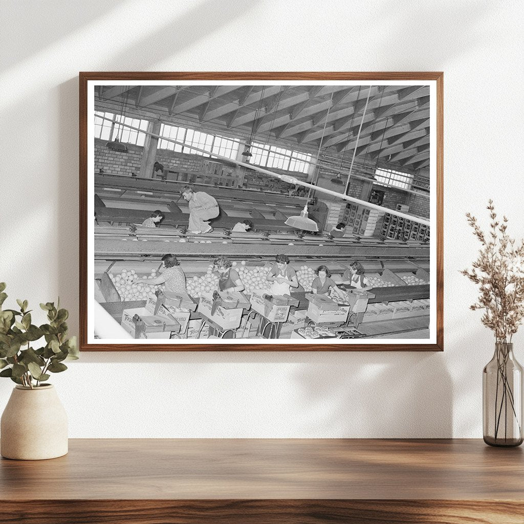 Grapefruit Packing Plant Weslaco Texas February 1939