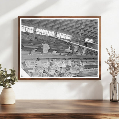 Grapefruit Packing Plant Weslaco Texas February 1939