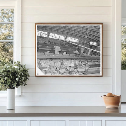 Grapefruit Packing Plant Weslaco Texas February 1939