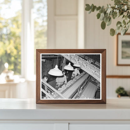 Grapefruit Inspection at Weslaco Packing Plant 1939