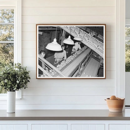 Grapefruit Inspection at Weslaco Packing Plant 1939