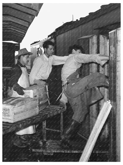 Workers Loading Vegetable Crates in Texas February 1939