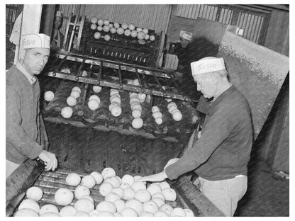 Workers Sorting Grapefruit at Texas Juice Plant 1939