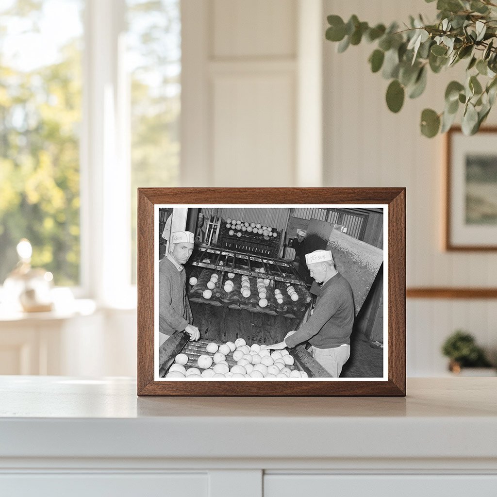 Workers Sorting Grapefruit at Texas Juice Plant 1939