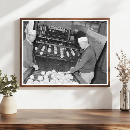 Workers Sorting Grapefruit at Texas Juice Plant 1939