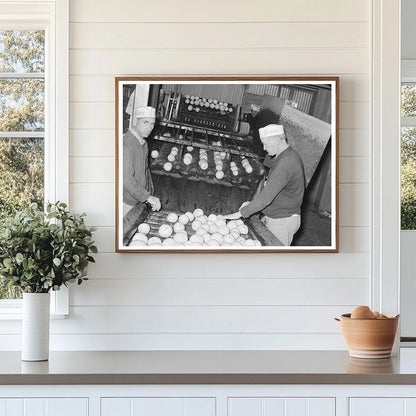 Workers Sorting Grapefruit at Texas Juice Plant 1939