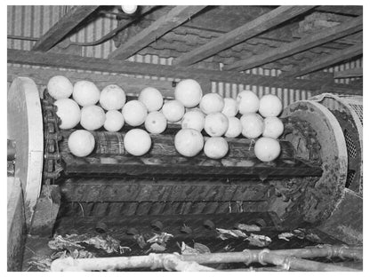 Grapefruit Processing on Conveyor Weslaco Texas February 1939