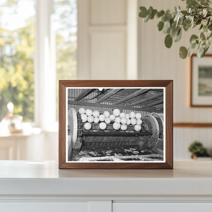 Grapefruit Processing on Conveyor Weslaco Texas February 1939