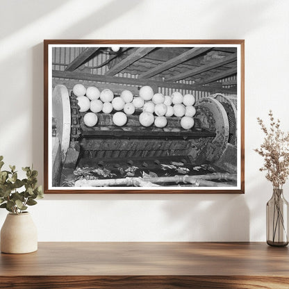 Grapefruit Processing on Conveyor Weslaco Texas February 1939