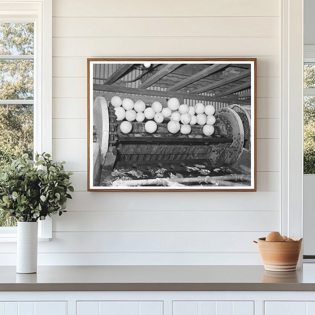 Grapefruit Processing on Conveyor Weslaco Texas February 1939