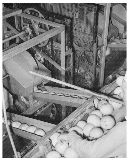 1939 Grapefruit Juice Canning Plant Workers in Texas