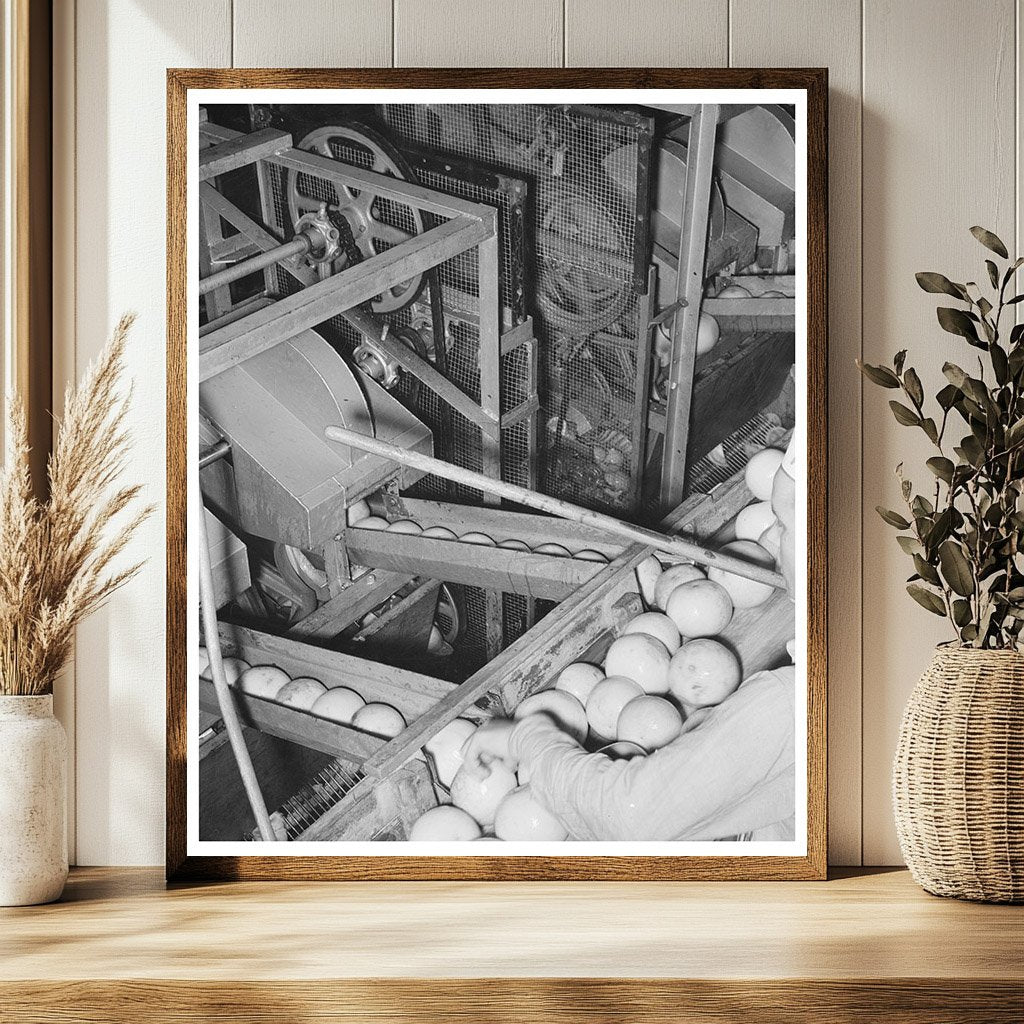 1939 Grapefruit Juice Canning Plant Workers in Texas