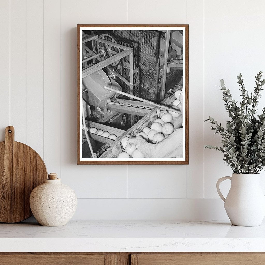 1939 Grapefruit Juice Canning Plant Workers in Texas