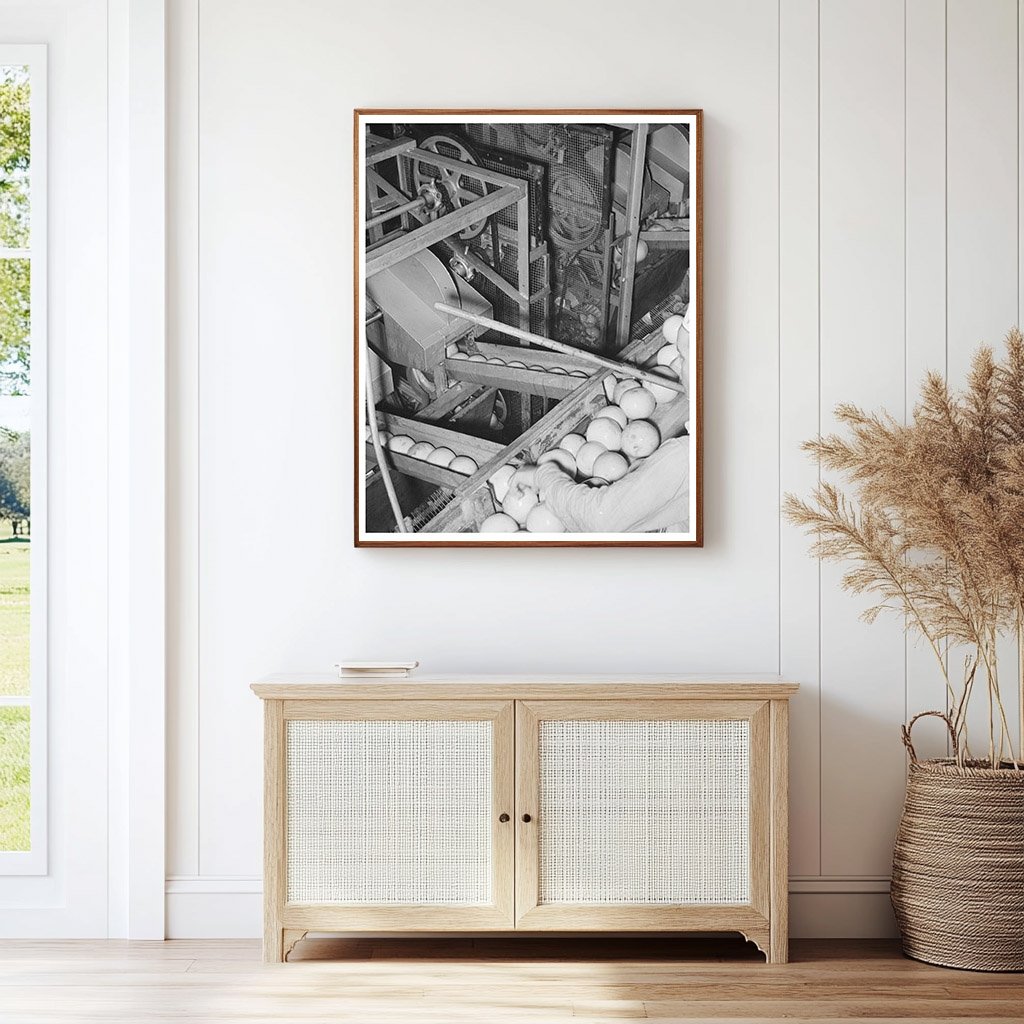 1939 Grapefruit Juice Canning Plant Workers in Texas