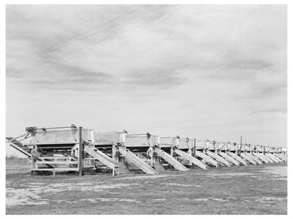 Pea Shellers in Operation Near Mercedes Texas 1939