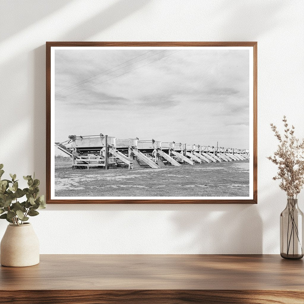 Pea Shellers in Operation Near Mercedes Texas 1939