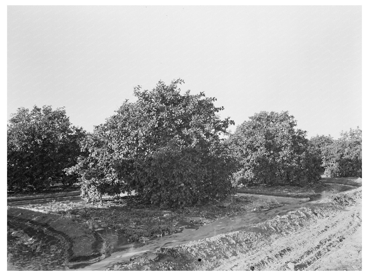 Irrigation in Citrus Orchard San Juan Texas 1939