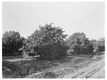 Irrigation in Citrus Orchard San Juan Texas 1939