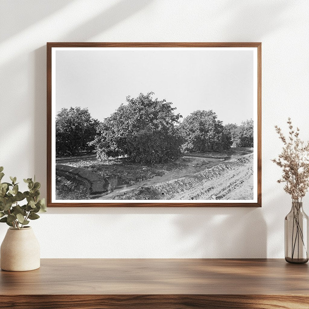 Irrigation in Citrus Orchard San Juan Texas 1939